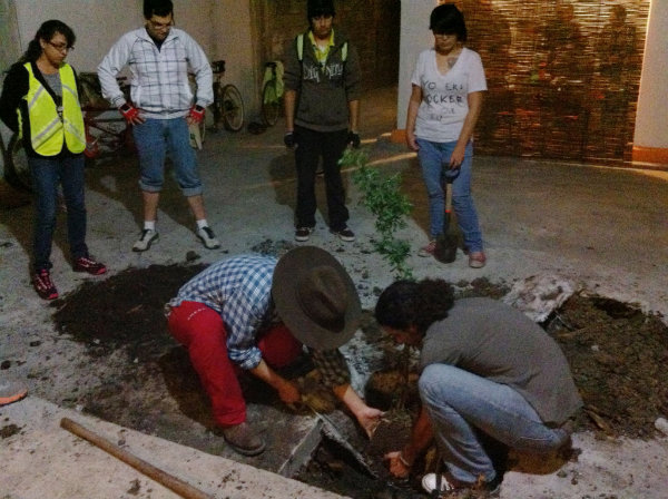 árbol nativo en casa bicicletera - ébano
